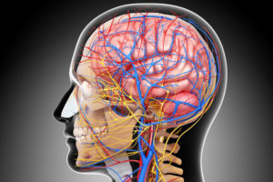 brain showing nerves
