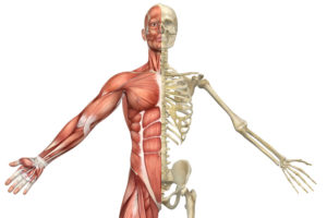 anatomy and chiropractic care